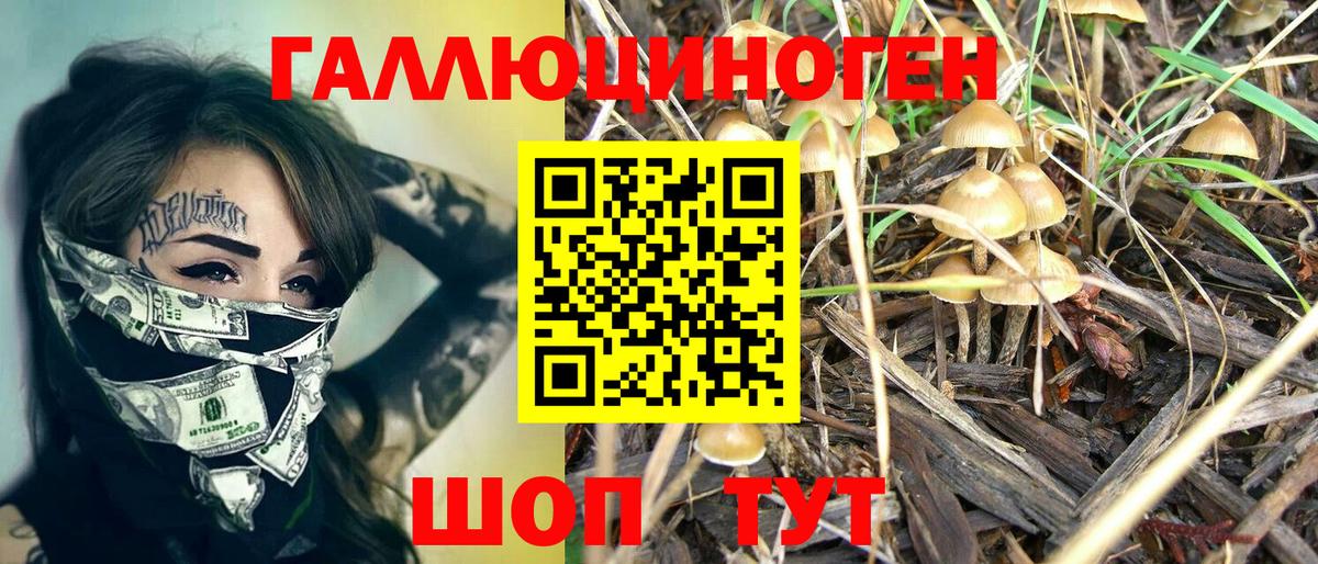 Галлюциногенные грибы Psilocybine cubensis Дальнегорск